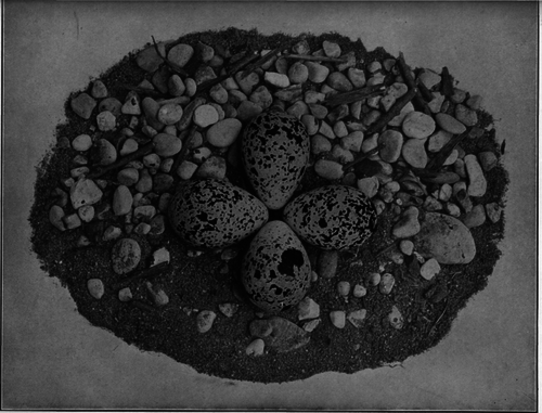 Description images/pp0035 1