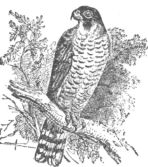 Description images/pp0097 1