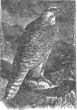 Description images/pp0097 2