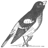 Description images/pp0262 1