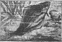 Description images/pp0283 1