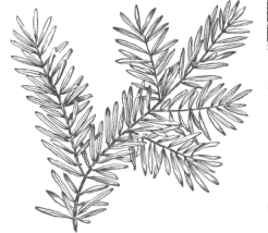 Description images/pp0318 1
