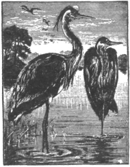 Description images/pp0326 1