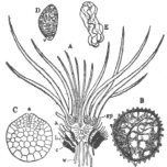 Description images/pp0416 1