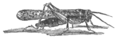 Description images/pp0581 1
