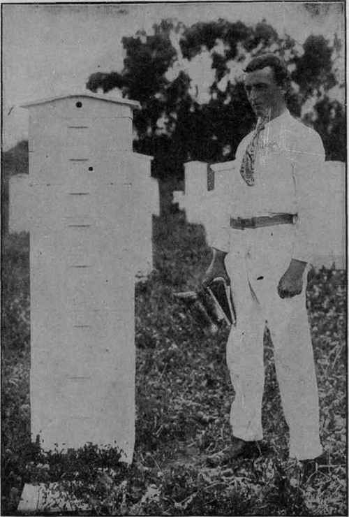 A Man Size Hive of Italian Bees