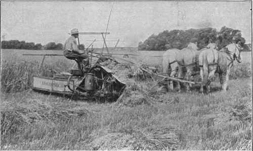 A Modern Grain Binder in Heavy Oats