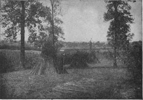 American Hemp Stacked in Fields