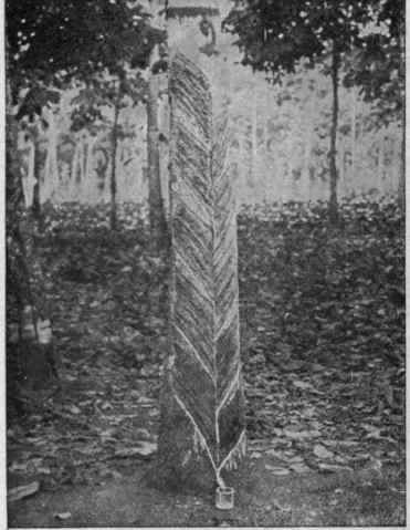 Another Ceylon Tapping Method The Herringbone