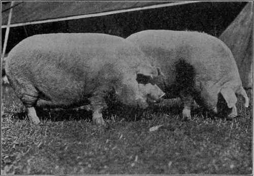 Chester White Sows* Lard Type Hogs