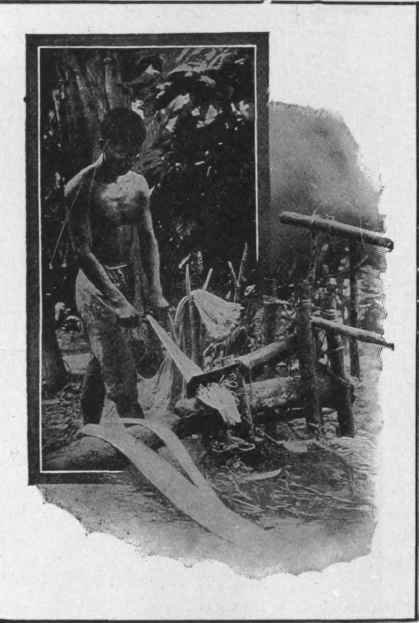 Crude Hand Method of Cleaning Manila Fiber on Plantation