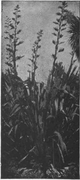 New Zealand Hemp oR Flax
