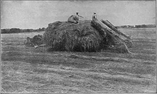 No More Tiresome Hay Pitching on this Farm, where Hay Loaders Elevate the