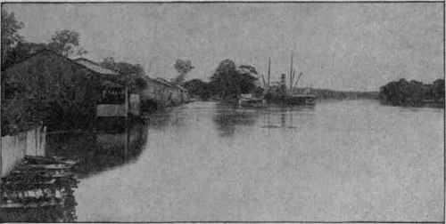 On the Banks of the Amazon