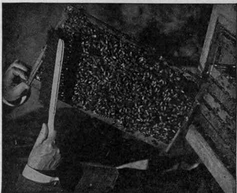 Removing Bees from Comb