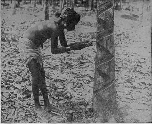 Tapping Hevea Rubber Tree on Ceylon Plantation