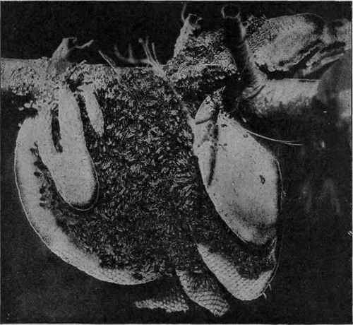 The Story In A Honey Comb Continued 215