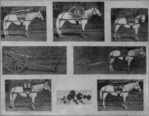 Three inch Mountain Gun and Carriage
