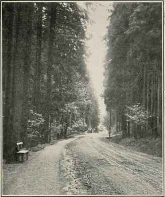 A Carriage Road In The Forest Of Marienbad.
