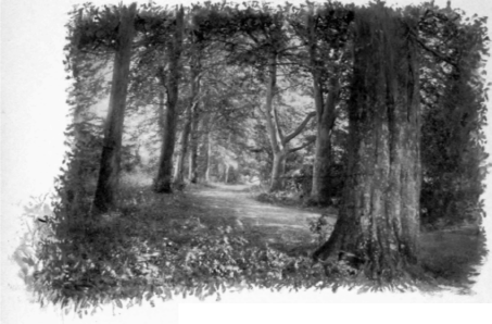 Among The Danish Beeches