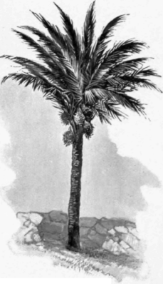 Date Palm