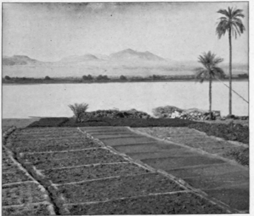 Egypt 294