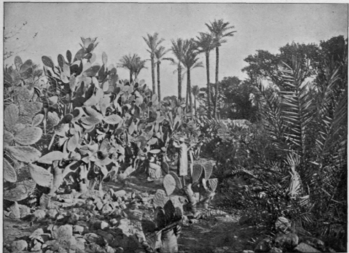 Vegetation In The Delta