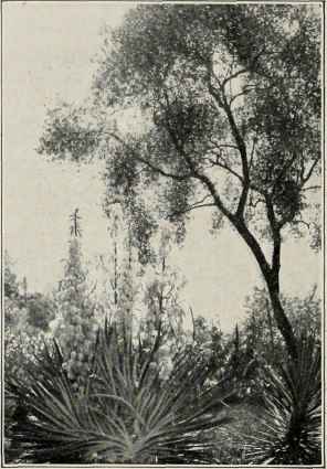 Blossoming Yuccas.
