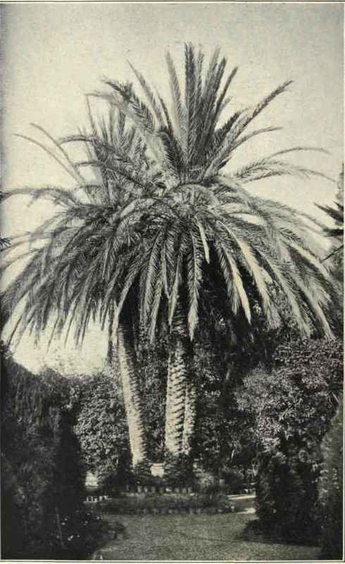 In A Palermo Garden.