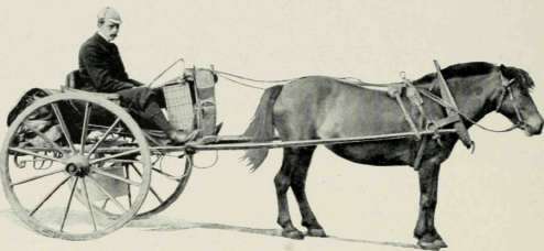 A Norwegian Pony.