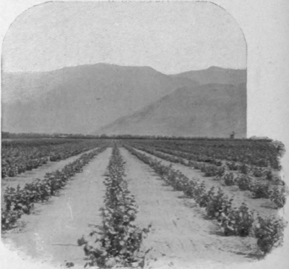 A California Vineyard