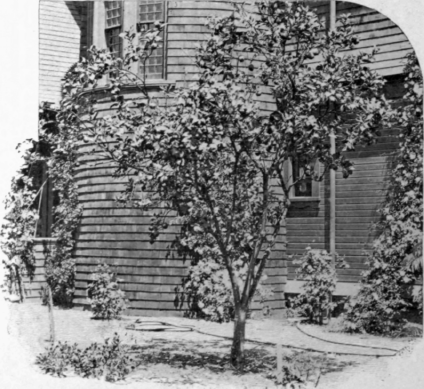 A Pasadena Lemon Tree