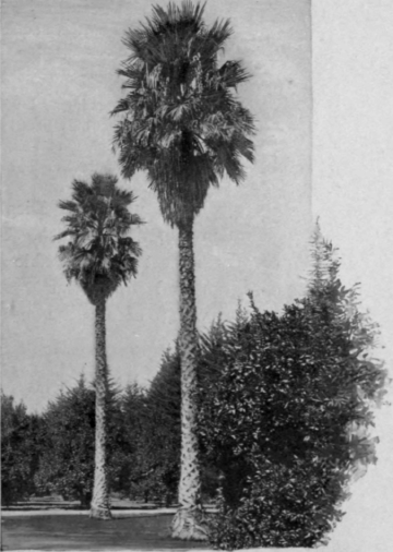 Cal1fornian Palms