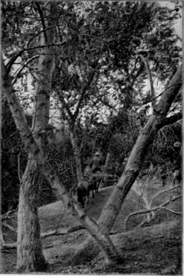 In Cottonwood Caņon, Santa Catalina