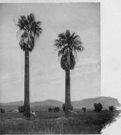 Palms Near San Fernando Mission